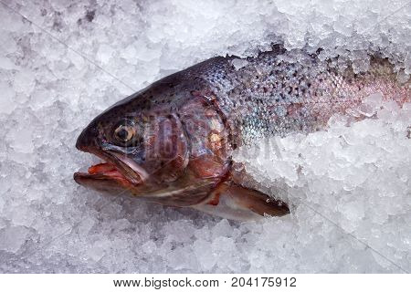coolled fish fresh bright troutsale seafood , close up