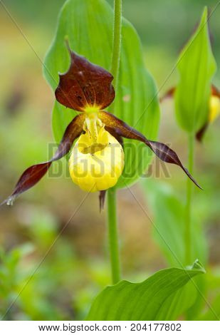 Cypripedium calceolus. moccasin flower .t imber plant