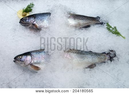 coolled fish fresh bright troutsale seafood ., close up meal