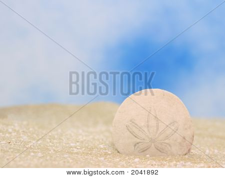 Sand Dollar