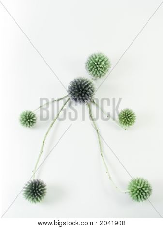 Ihmiset siniset kukat