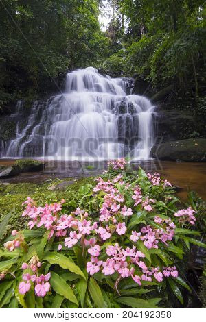 Pink Habenaria rhodocheila hance wild orchid at waterfall in Phitsanulok Thailand. 