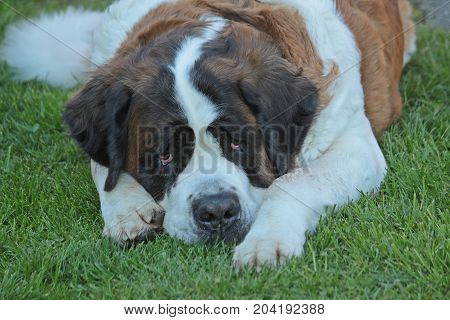 Saint Bernard Is Lying In The Garden