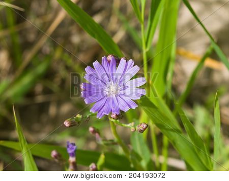 Siberian Lettuce or Lactuca Sibirica flower macro selective focus shallow DOF.