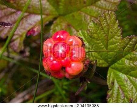 Riping cloudberry or Rubus chamaemorus at swamp in wild berry macro selective focus shallow DOF.