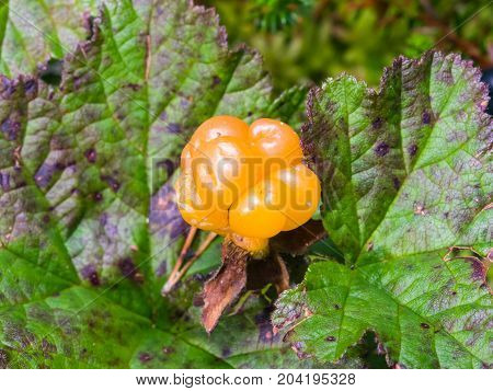 Ripe cloudberry or Rubus chamaemorus at swamp in wild berry macro selective focus shallow DOF.