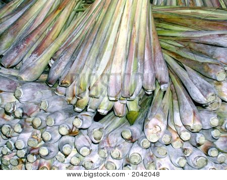 Cachos de bulbos de capim-limão