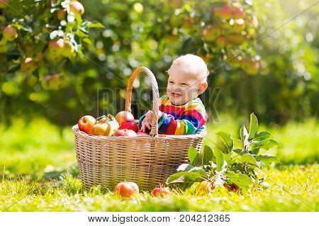 Baby In Apple Basket In Autumn Fruit Orchard
