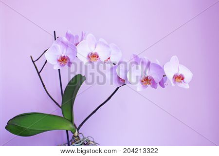 beautiful branch of the blooming pink orchid in the lilac room
