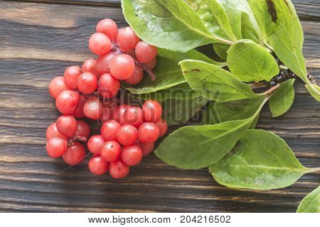Chinese Magnolia Vine Berries