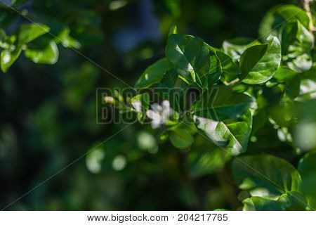 jasminum sambac arabic jasmin oleacea from india leafs