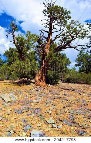 Lodgepole Pine Trees also known as the twisted pines taken at the higher altitudes of the San Bernardino Mountains near Big Bear, CA