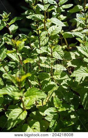 mentha piperita spicata peppermint plant leaf with light shining can be used for tea