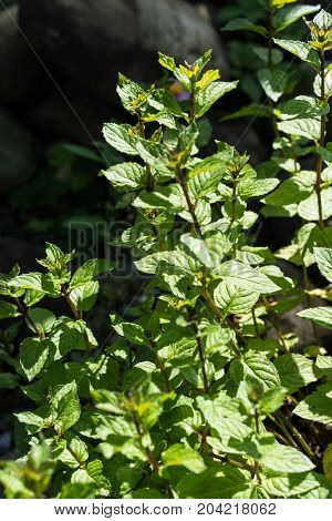 mentha piperita spicata peppermint plant leaf with light shining can be used for tea