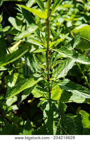 salvia uliginosa pepper sage leaf in garden close up