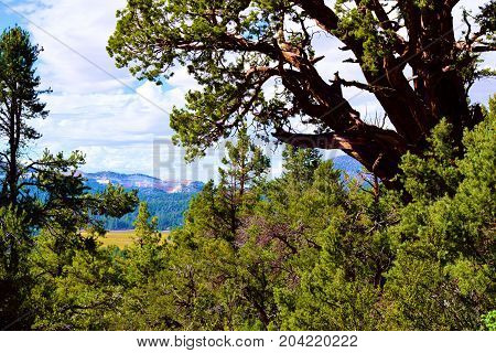 Lush green forest surrounded my a meadow and mountains taken at Holcomb Valley near Big Bear, CA
