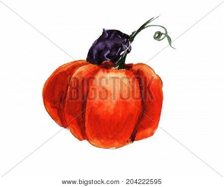Halloween black cat eating pumpkin holliday autumn