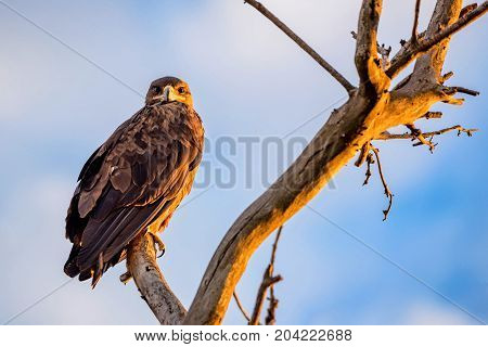 Steppe eagle or Aquila nipalensis pearching on a tree branch