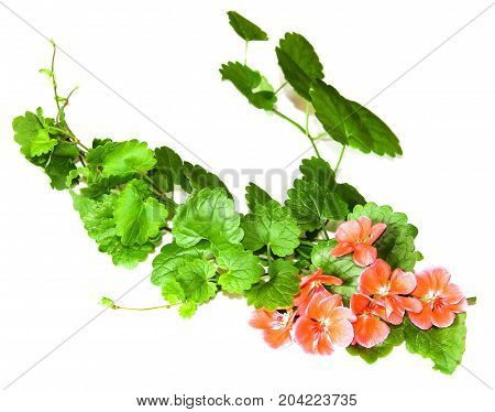 Composition Of Fresh Green Leaves Of The Ground Cover And Bright Pink Flowers Of Geranium