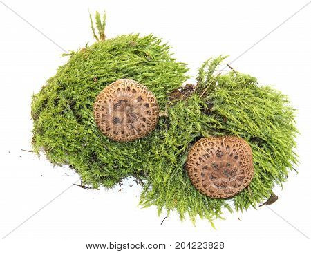 Toadstool Mushrooms In Fresh Juicy Green Moss Isolated On White