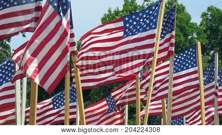 Many American flags wavering in the wind