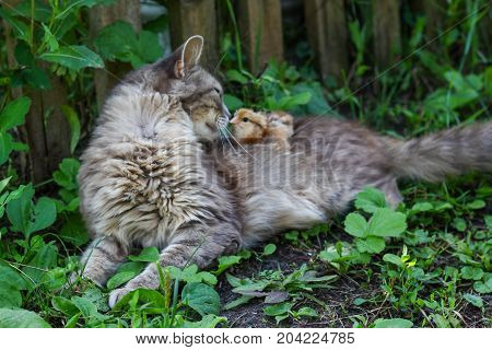 Cat rolls chicken. Cat, takes a chicken for her cub.