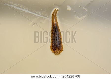 Leech On The Glass. Bloodsucking Animal. Subclass Of Ringworms From The Belt-type Class. Hirudothera