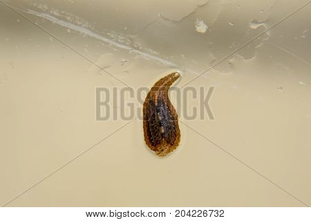 Leech On The Glass. Bloodsucking Animal. Subclass Of Ringworms From The Belt-type Class. Hirudothera