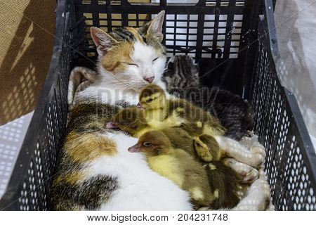 Cat In A Basket With Kitten And Receiving Musk Duck Ducklings. Cat Foster Mother For The Ducklings