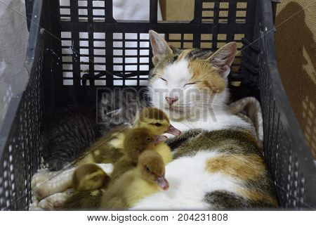 Cat In A Basket With Kitten And Receiving Musk Duck Ducklings. Cat Foster Mother For The Ducklings
