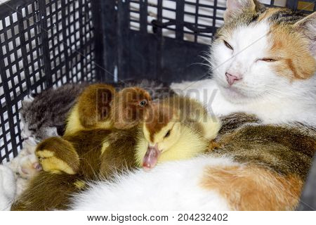 Cat Foster Mother For The Ducklings