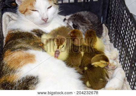 Cat Foster Mother For The Ducklings