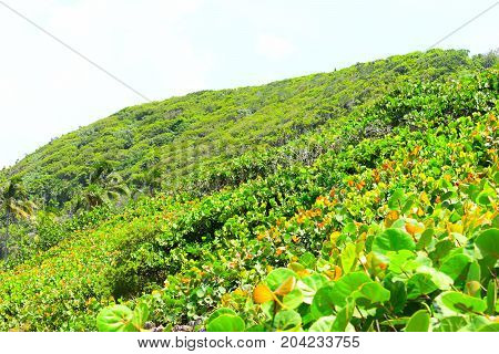 picture took of a grape cove,from the mountain in the east of Cuba cost