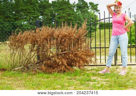 Woman Removing Dried Thuja Tree From Backyard
