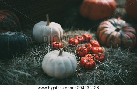 Still-life with several fresh pumpkins of different color and red eggplants (Solanum aethiopicum) in center laying on dry reed in dark settings after harvesting