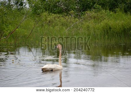 trumpeter swans are native to seney national wildlife refuge in northern michigan