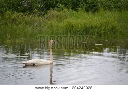 trumpeter swans are native to seney national wildlife refuge in northern michigan