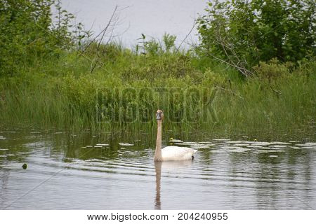 trumpeter swans are native to seney national wildlife refuge in northern michigan