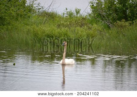 trumpeter swans are native to seney national wildlife refuge in northern michigan