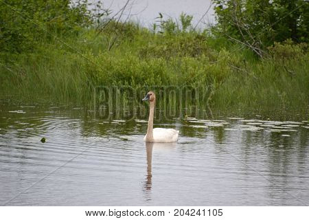 trumpeter swans are native to seney national wildlife refuge in northern michigan