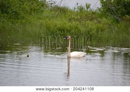 trumpeter swans are native to seney national wildlife refuge in northern michigan