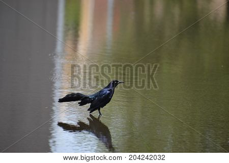 great tailed grackle wading in shallow water