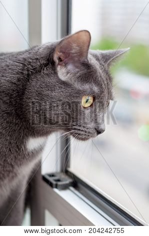 Breed Russian blue cat. Gray beautiful cat looking out the window.