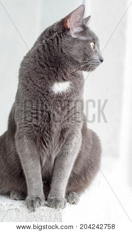Breed Russian blue cat. Gray beautiful cat looking out the window.