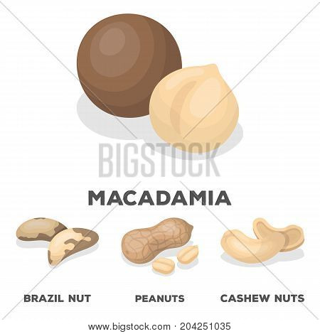 Peanuts, cashews, brazil nuts, macadamia.Different kinds of nuts set collection icons in cartoon style vector symbol stock illustration .