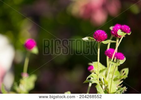Dark Pink Flower Or Gomphrena Globosa Flower