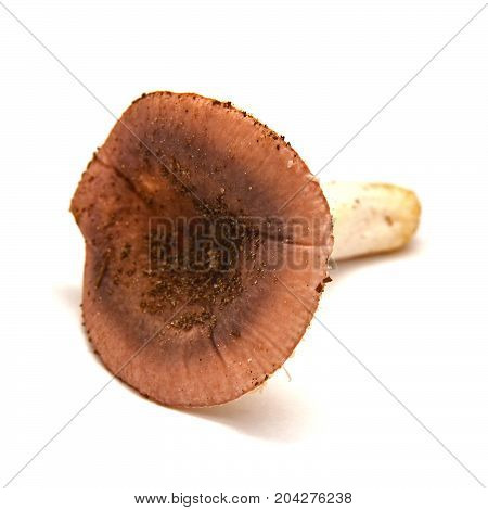russula olivacea mushroom isolated on white background