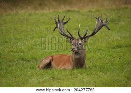 Big and beautiful red deer during the deer rut in the nature habitat of Czech Republic, european wildlife, wild europa, deer rut, Cervus elaphus.