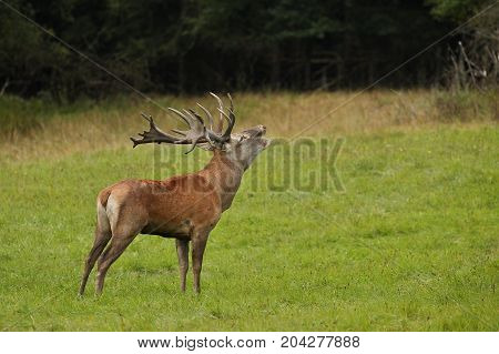 Big and beautiful red deer during the deer rut in the nature habitat of Czech Republic, european wildlife, wild europa, deer rut, Cervus elaphus.