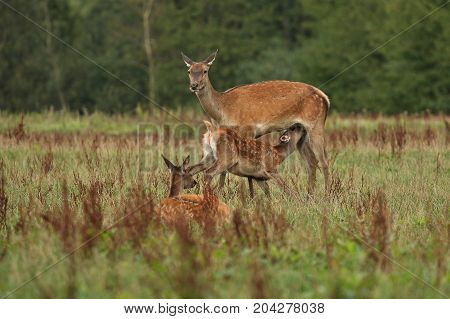 Big and beautiful red deer during the deer rut in the nature habitat of Czech Republic, european wildlife, wild europa, deer rut, Cervus elaphus.